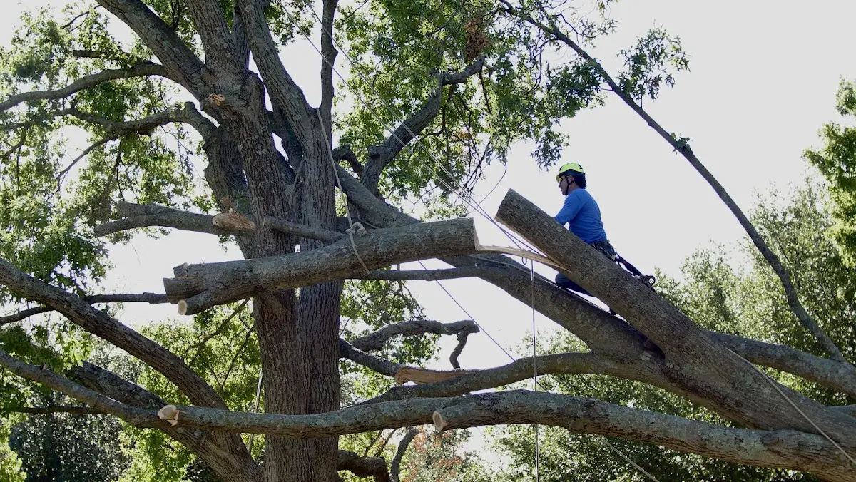 Professional Crown Thinning performed by certified arborists in Wilmer