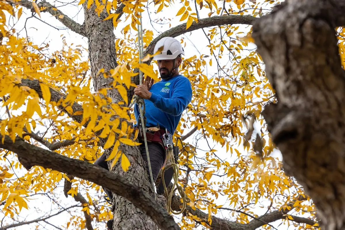 Skilled Tree Planting crew working in Wilmer